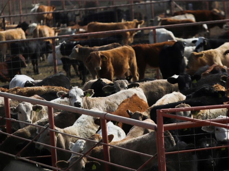 FDA approves Merck drug for decimated cattle herds to stop screwworm