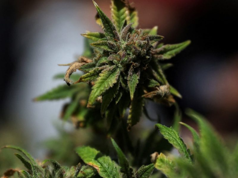 Stocks making the biggest moves premarket: IRBT, LVS, TLRY